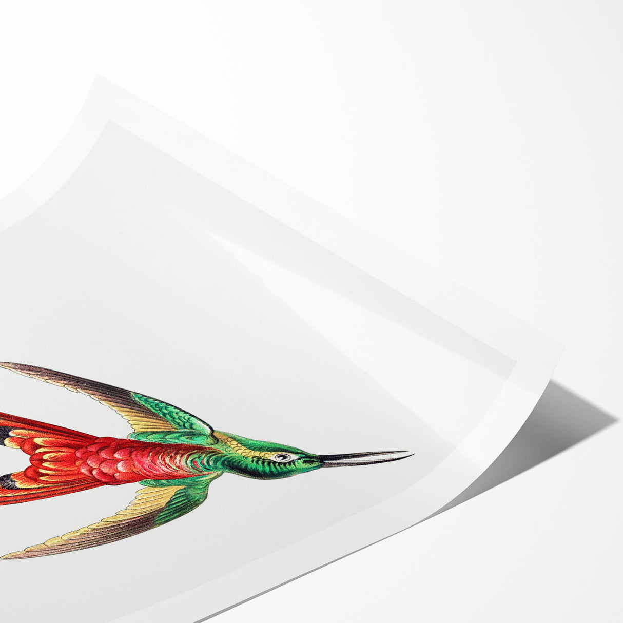 Modern Wall Art - Colorful Hummingbird | Contemporary Nature Print