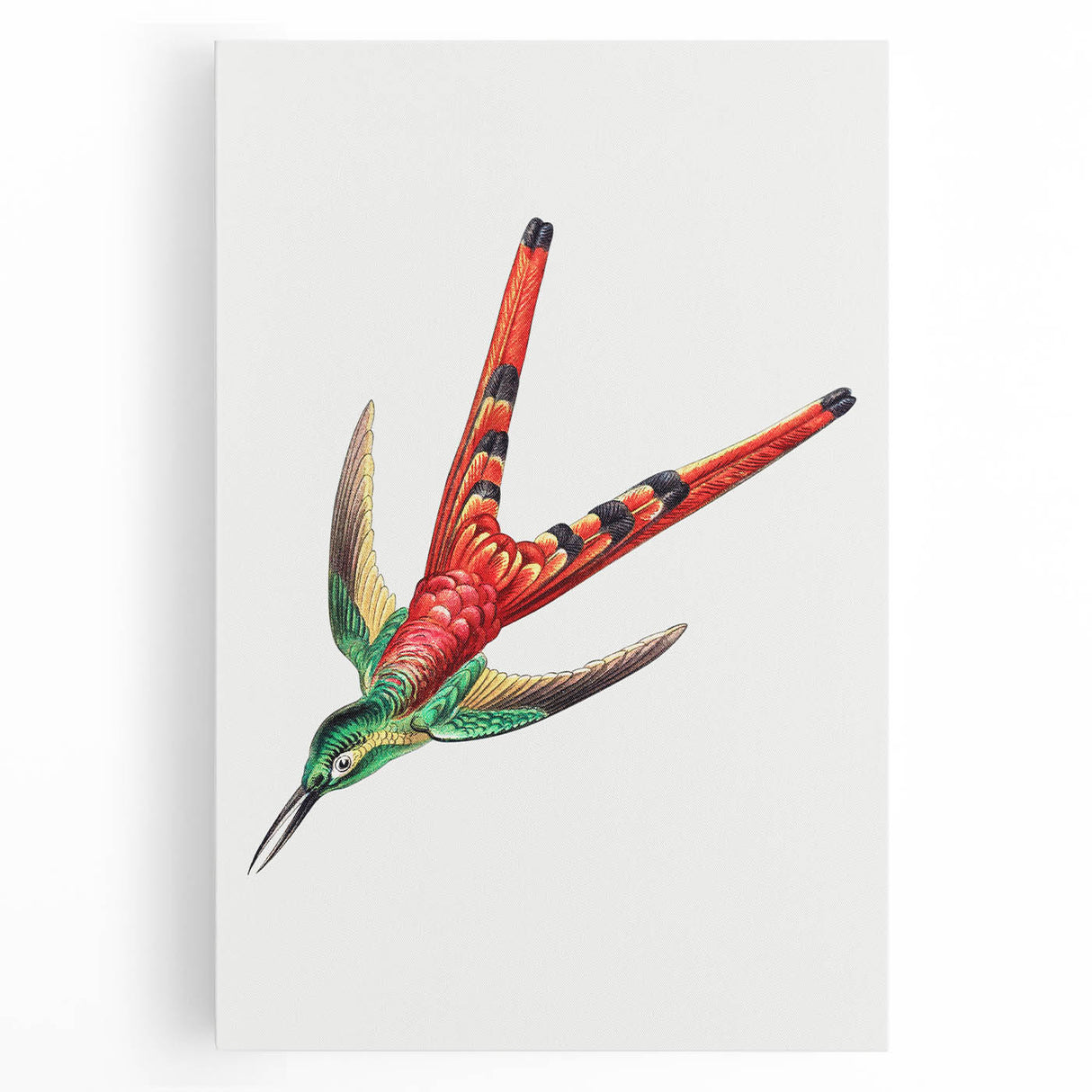 Modern Wall Art - Colorful Hummingbird | Contemporary Nature Print