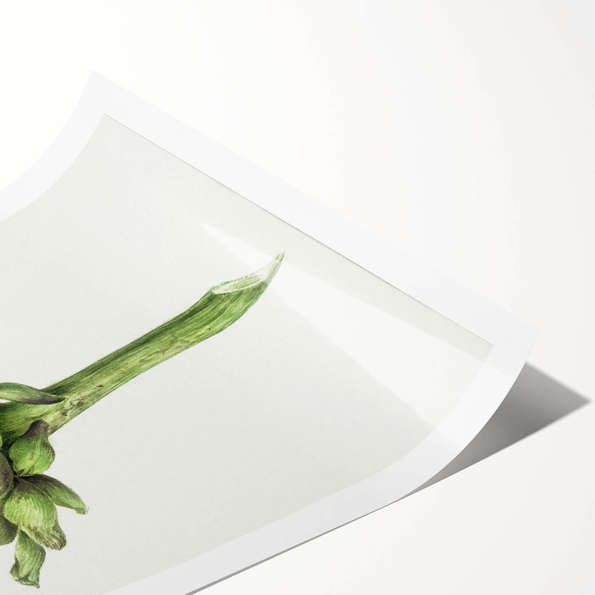 Classic Romantic Artichoke Print - Famous Romantic Era Wall Art