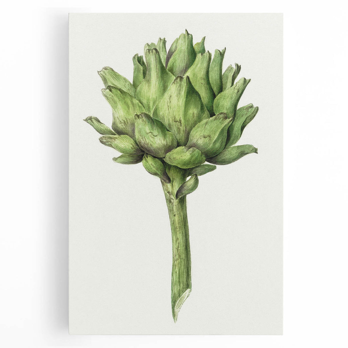 Classic Romantic Artichoke Print - Famous Romantic Era Wall Art