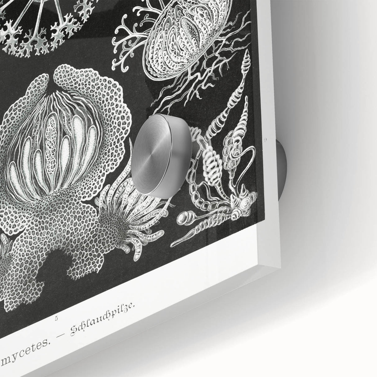 Modern Wall Art - Ernst Haeckel’s Ascomycetes Illustration