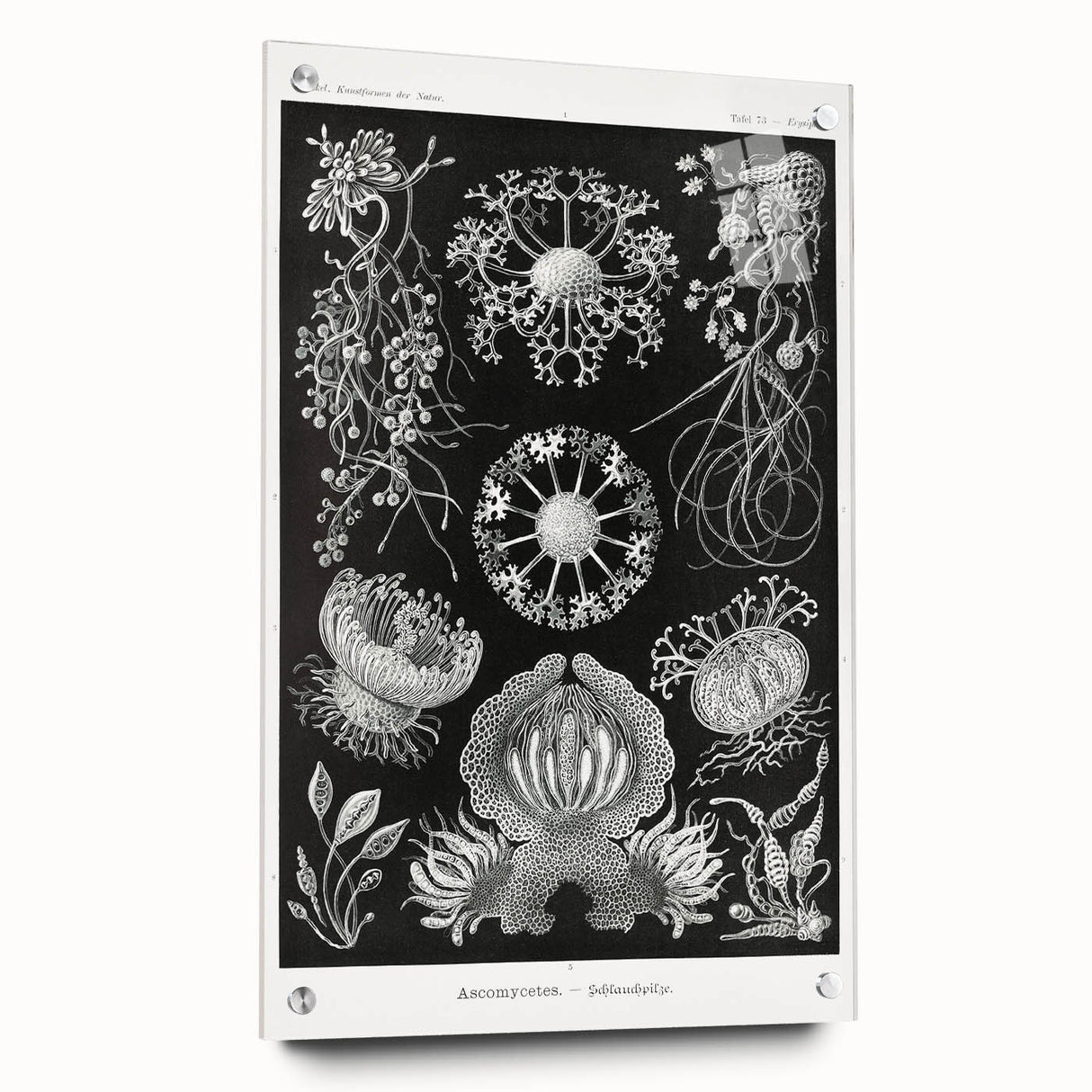 Modern Wall Art - Ernst Haeckel’s Ascomycetes Illustration