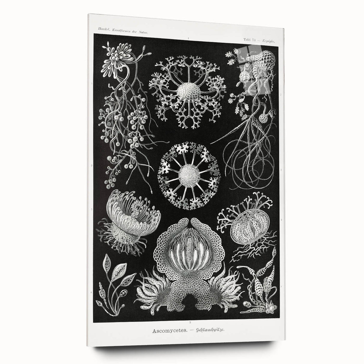 Modern Wall Art - Ernst Haeckel’s Ascomycetes Illustration