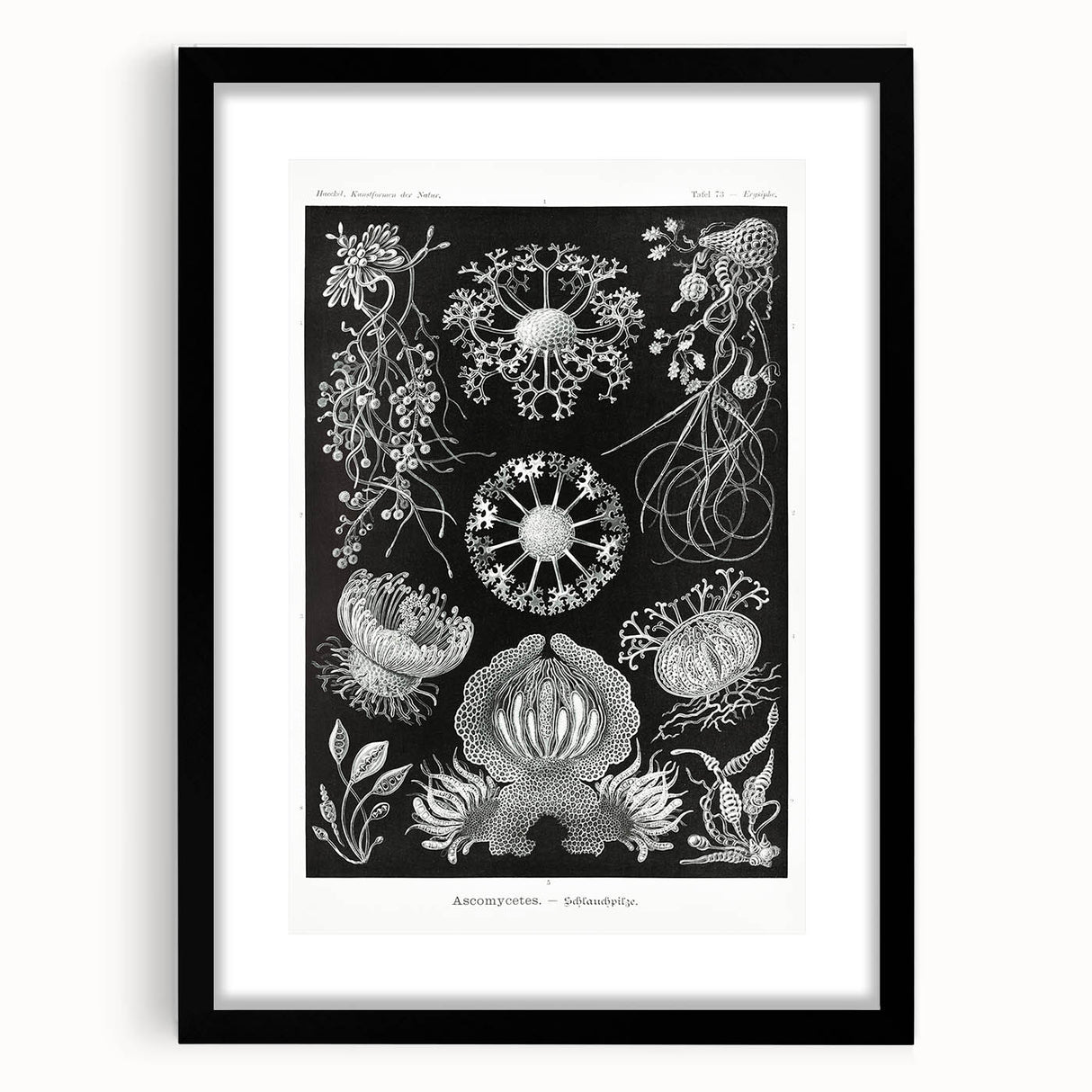 Modern Wall Art - Ernst Haeckel’s Ascomycetes Illustration