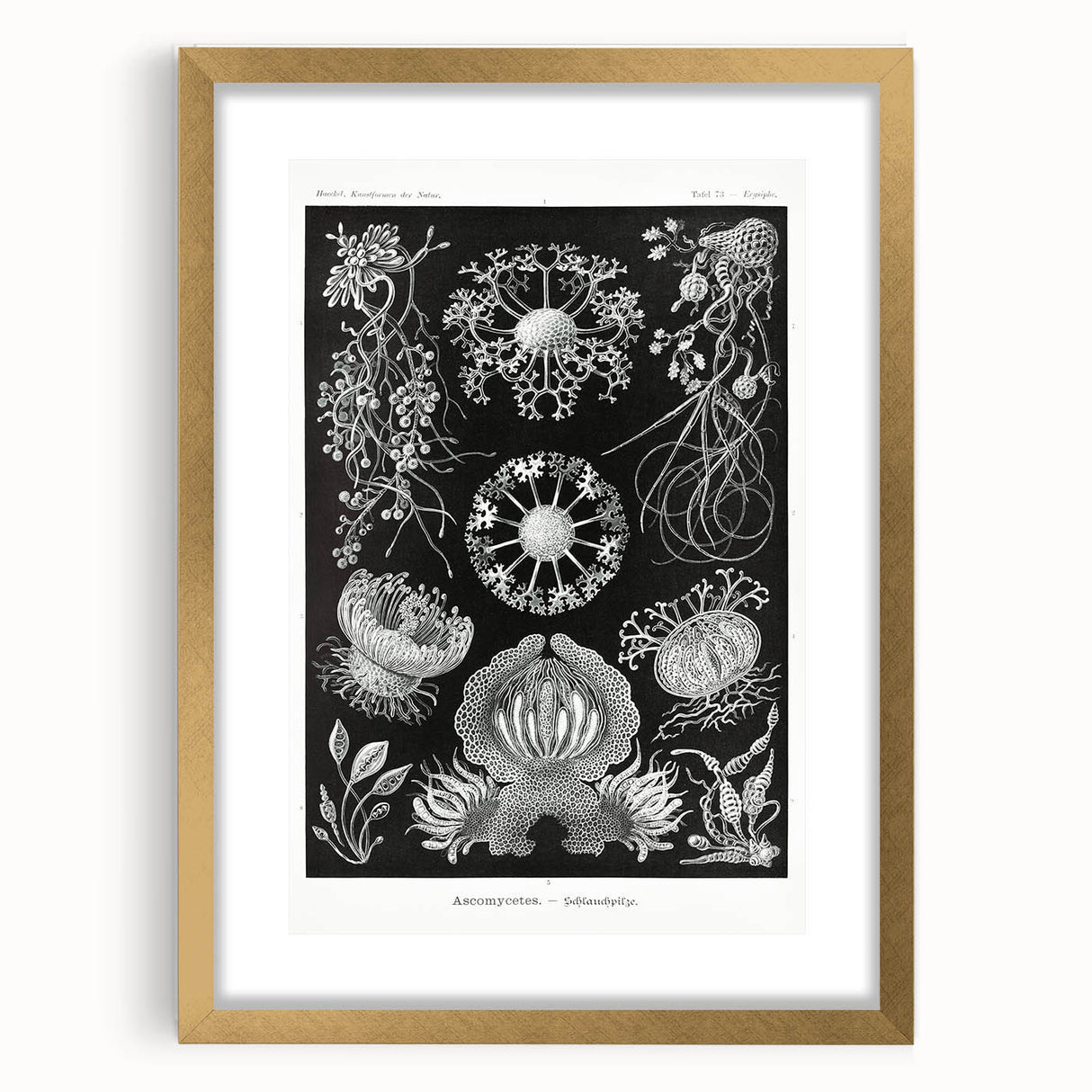 Modern Wall Art - Ernst Haeckel’s Ascomycetes Illustration