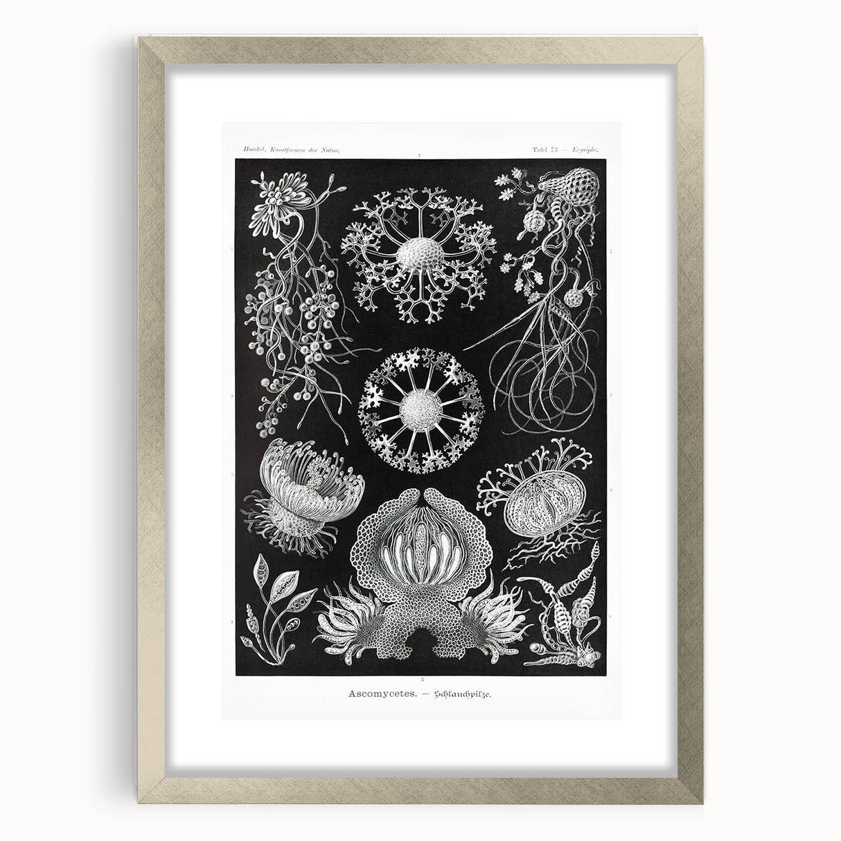 Modern Wall Art - Ernst Haeckel’s Ascomycetes Illustration