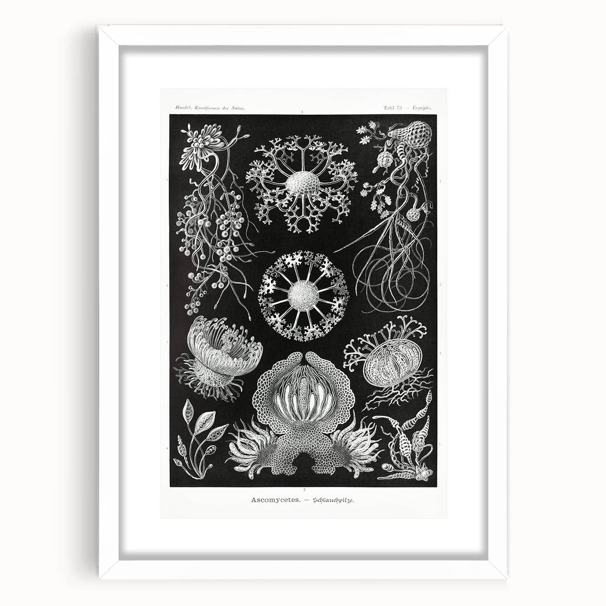Modern Wall Art - Ernst Haeckel’s Ascomycetes Illustration