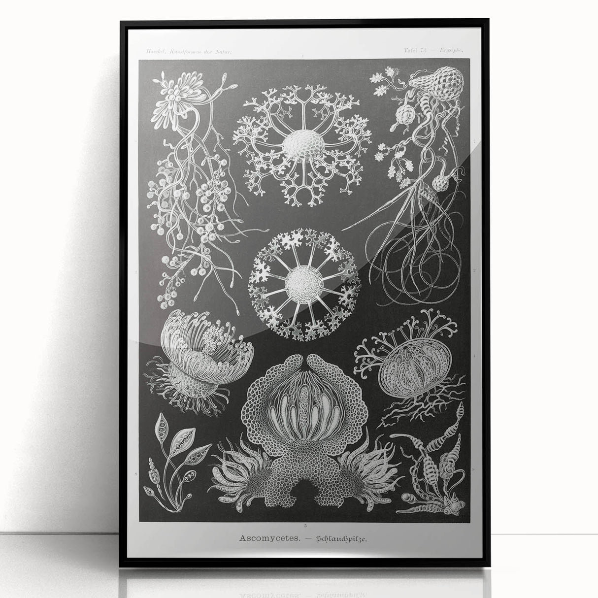 Modern Wall Art - Ernst Haeckel’s Ascomycetes Illustration