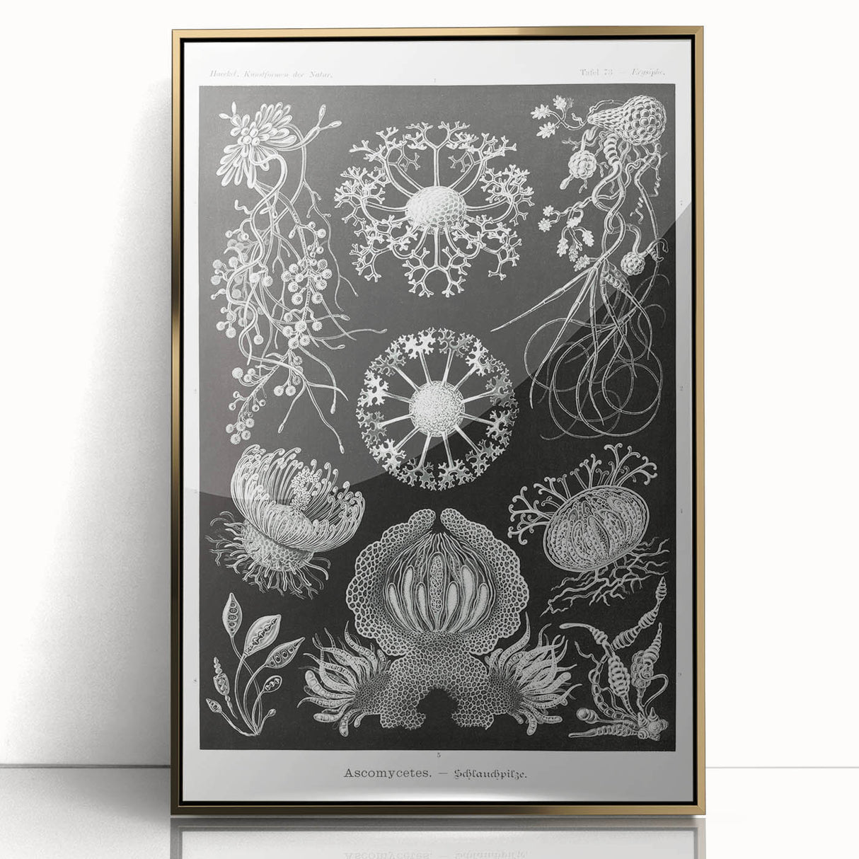 Modern Wall Art - Ernst Haeckel’s Ascomycetes Illustration