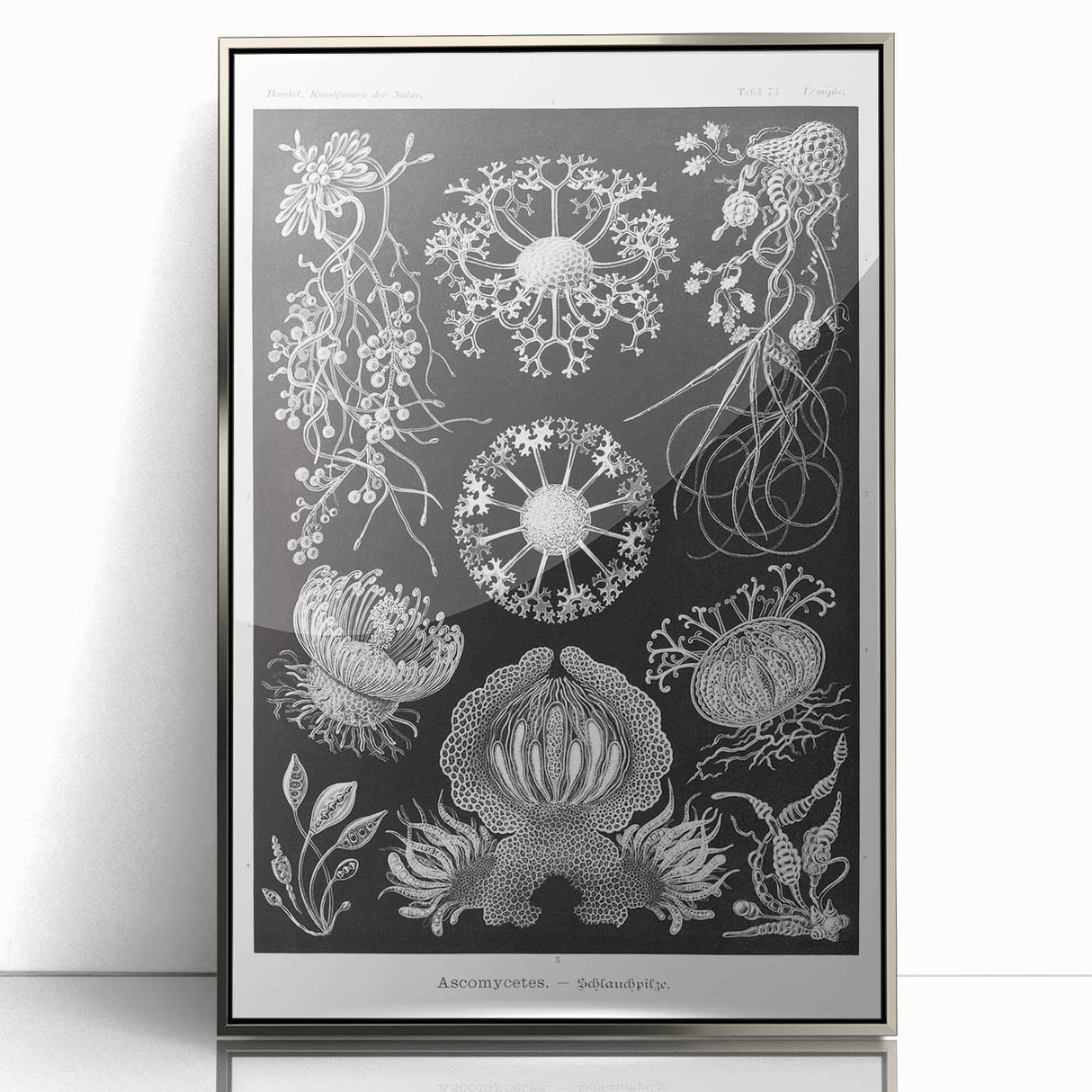 Modern Wall Art - Ernst Haeckel’s Ascomycetes Illustration
