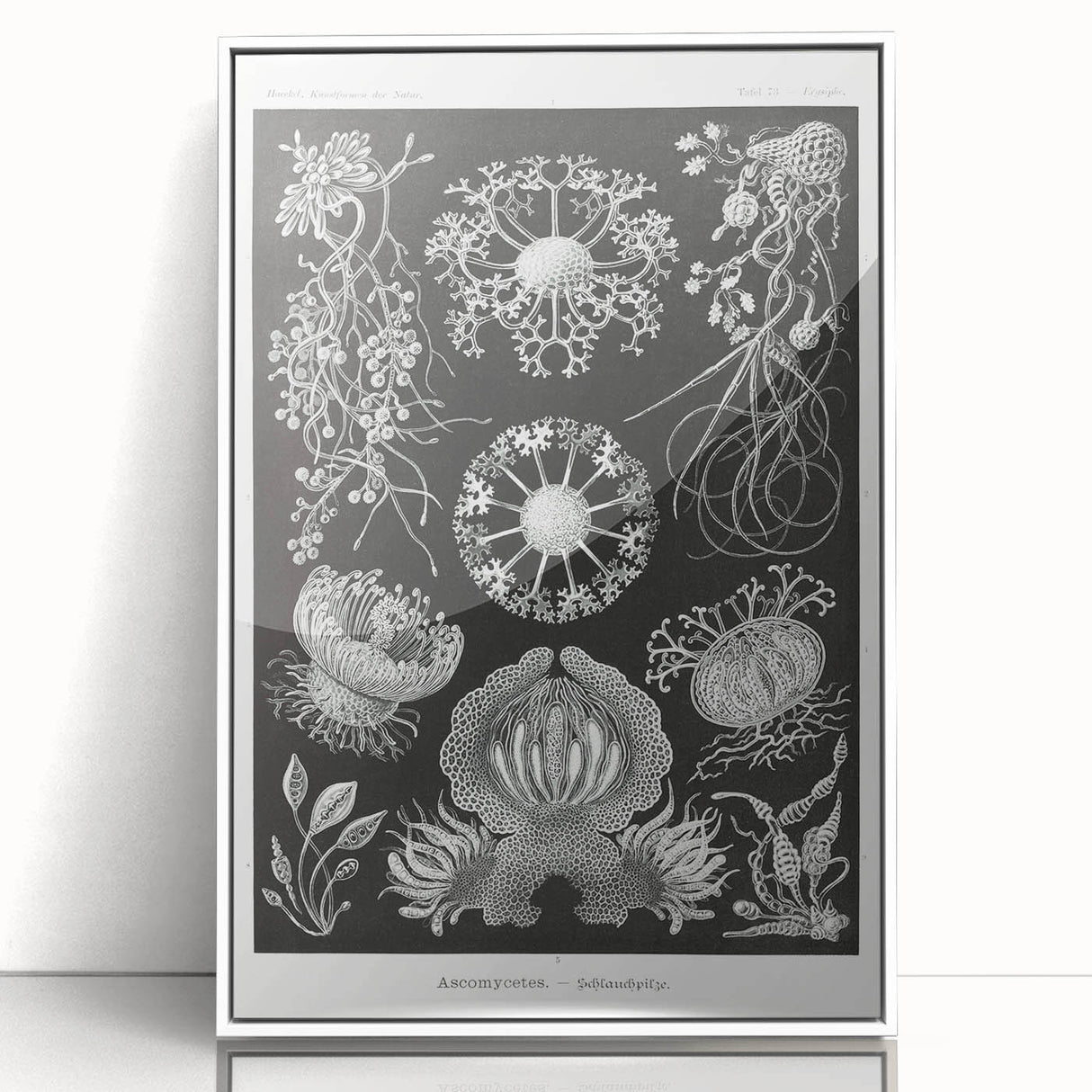 Modern Wall Art - Ernst Haeckel’s Ascomycetes Illustration