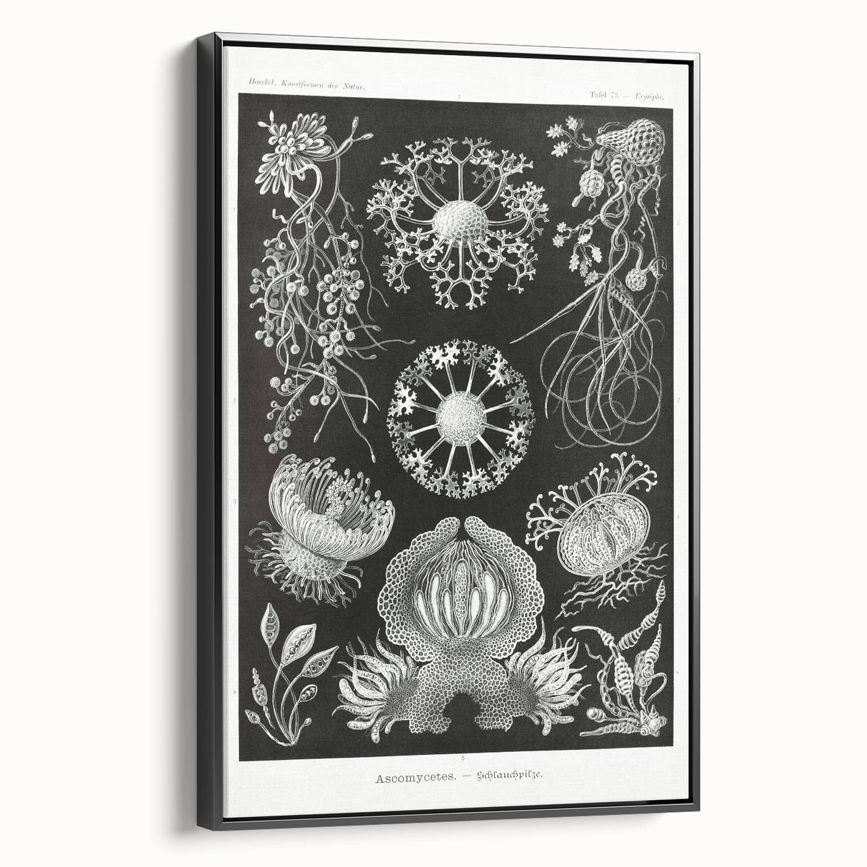 Modern Wall Art - Ernst Haeckel’s Ascomycetes Illustration