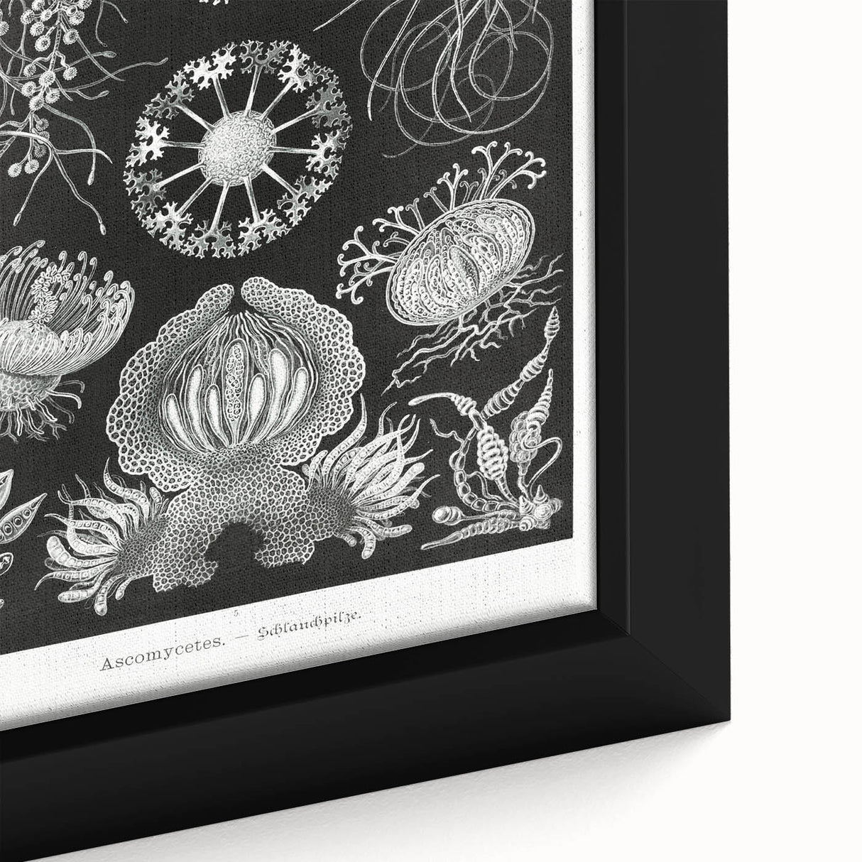 Modern Wall Art - Ernst Haeckel’s Ascomycetes Illustration