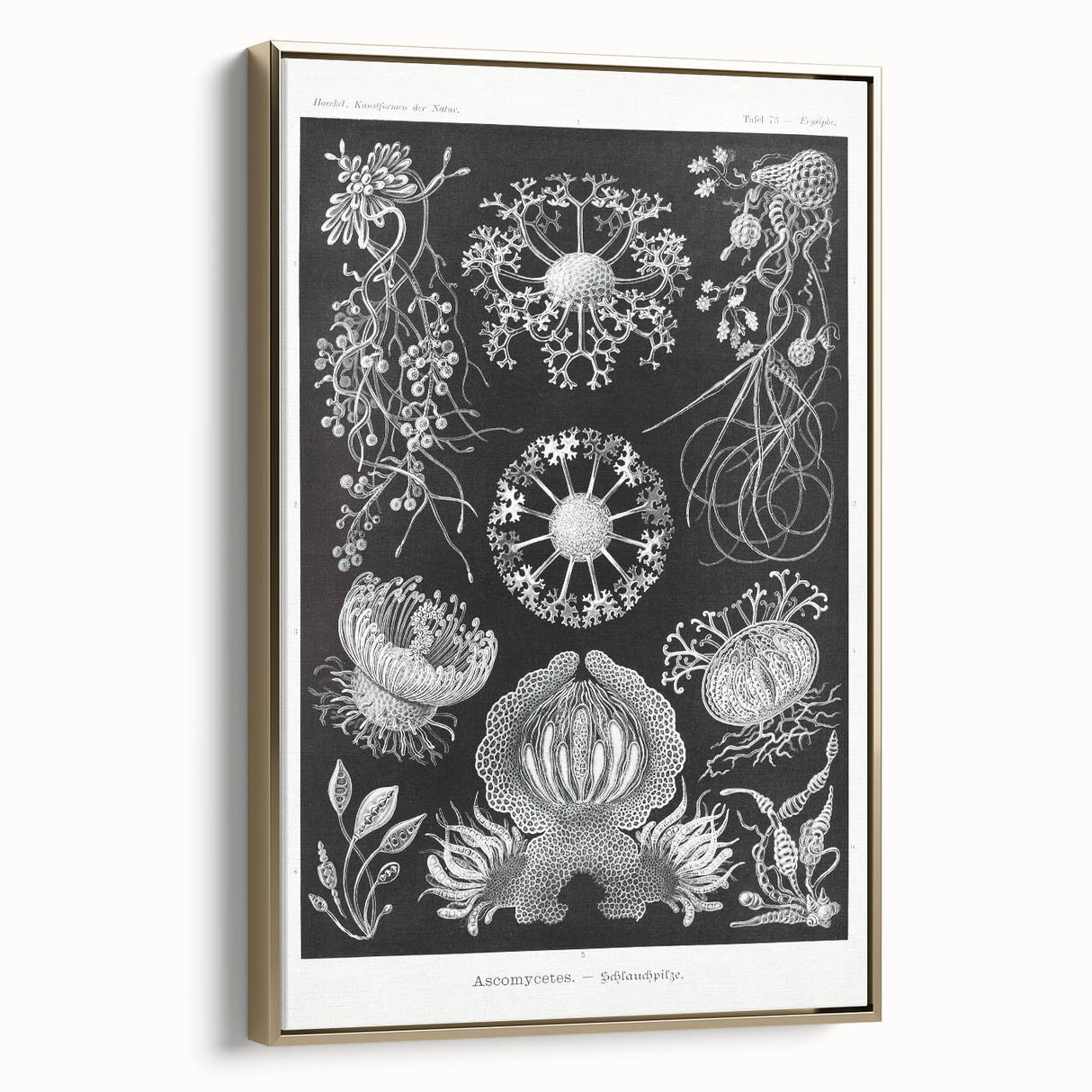 Modern Wall Art - Ernst Haeckel’s Ascomycetes Illustration