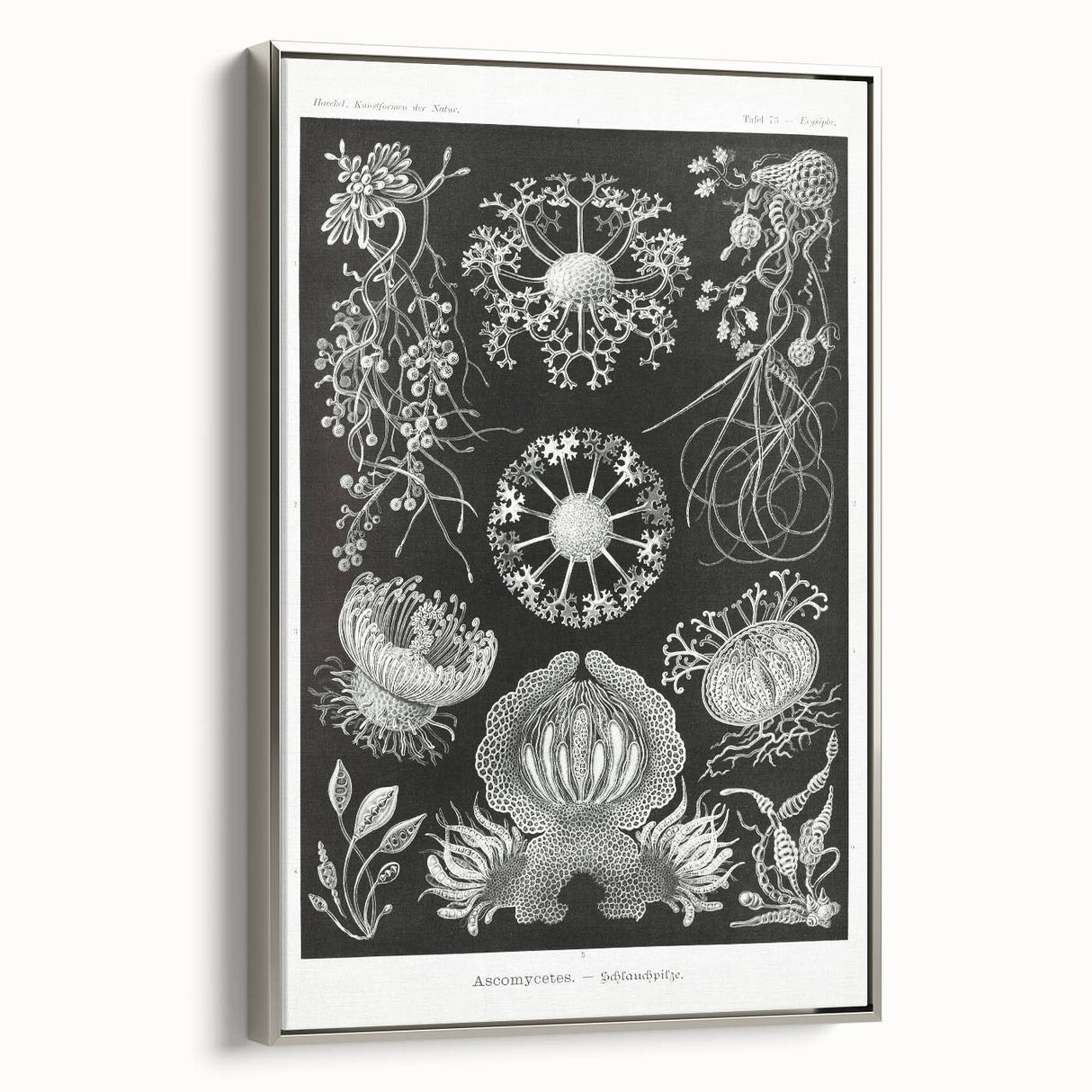 Modern Wall Art - Ernst Haeckel’s Ascomycetes Illustration