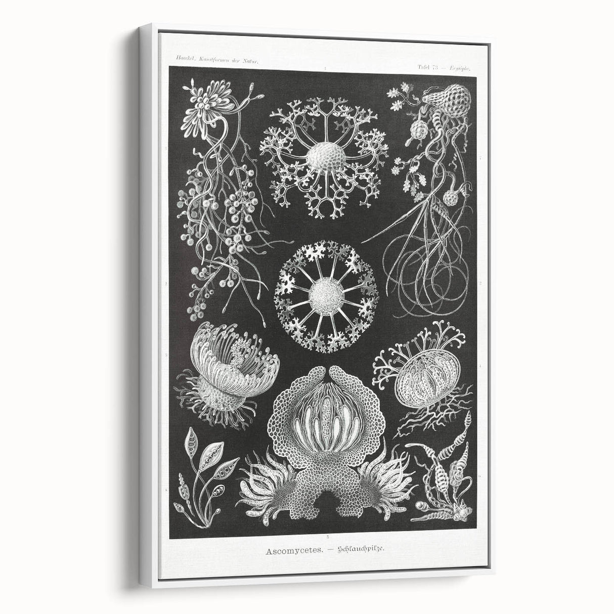 Modern Wall Art - Ernst Haeckel’s Ascomycetes Illustration