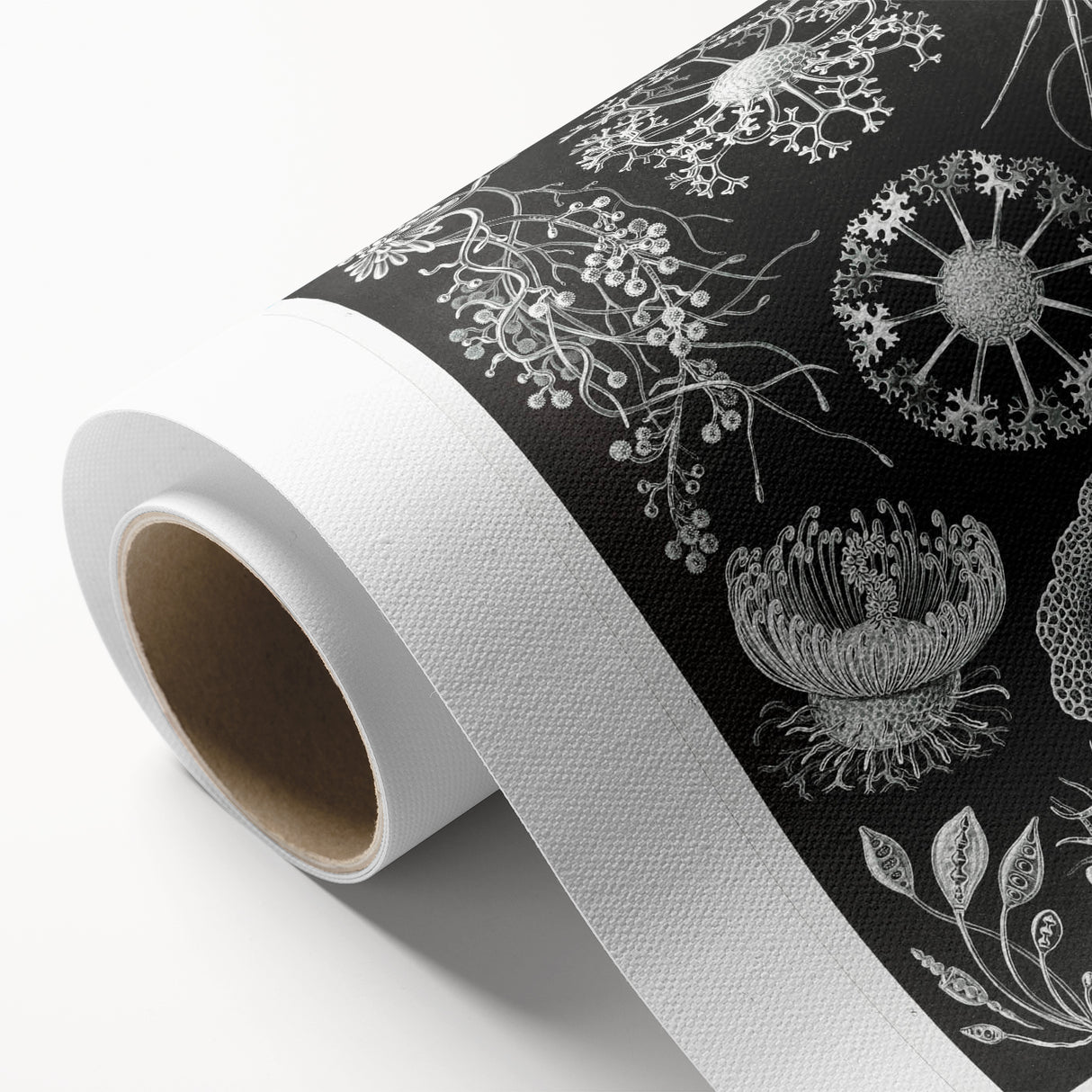 Modern Wall Art - Ernst Haeckel’s Ascomycetes Illustration