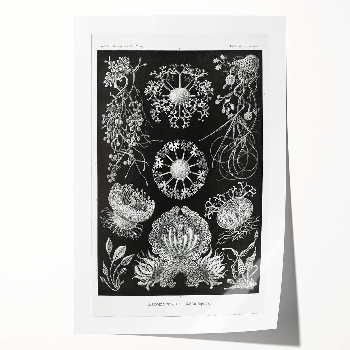 Modern Wall Art - Ernst Haeckel’s Ascomycetes Illustration