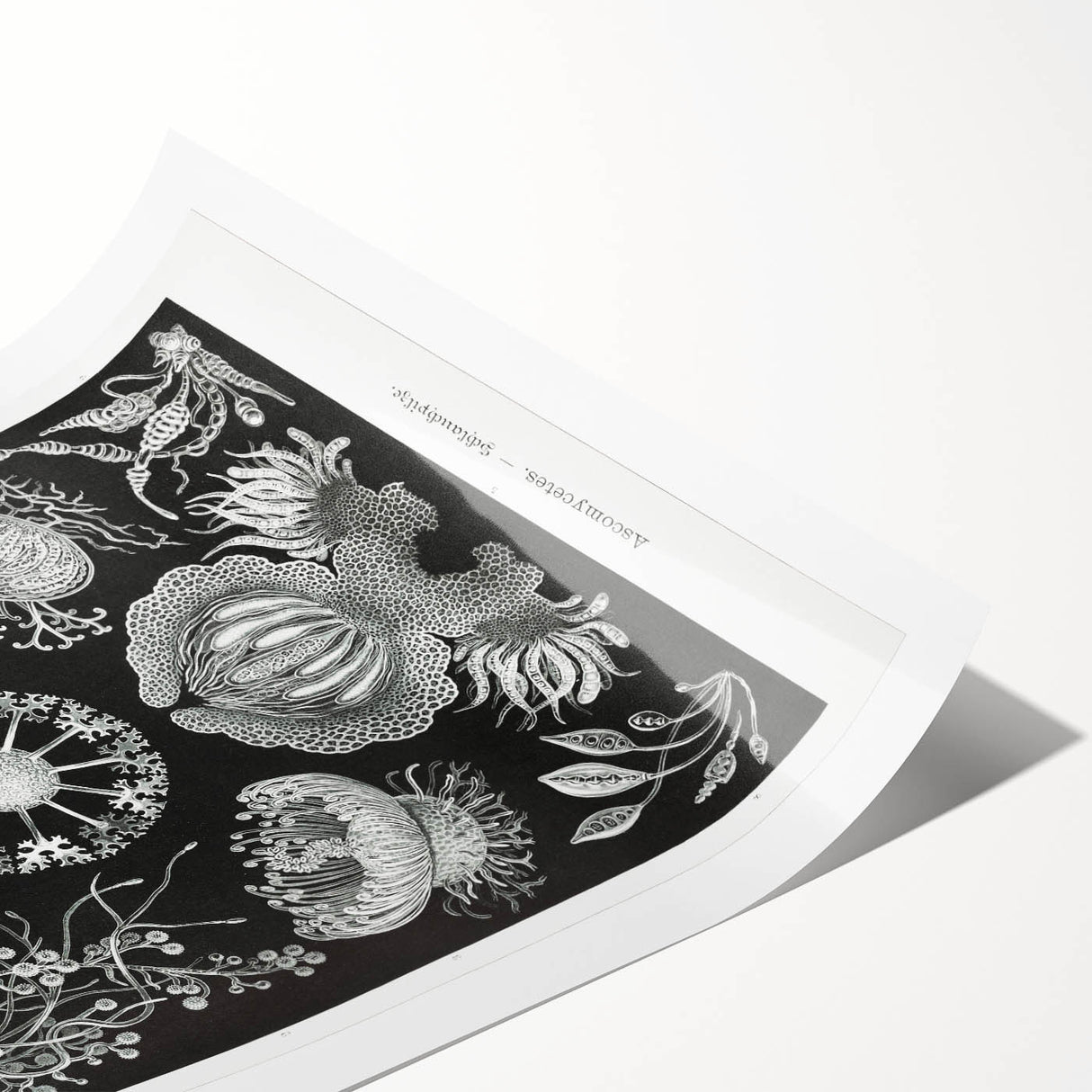 Modern Wall Art - Ernst Haeckel’s Ascomycetes Illustration