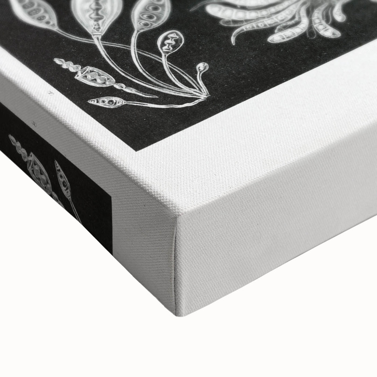 Modern Wall Art - Ernst Haeckel’s Ascomycetes Illustration