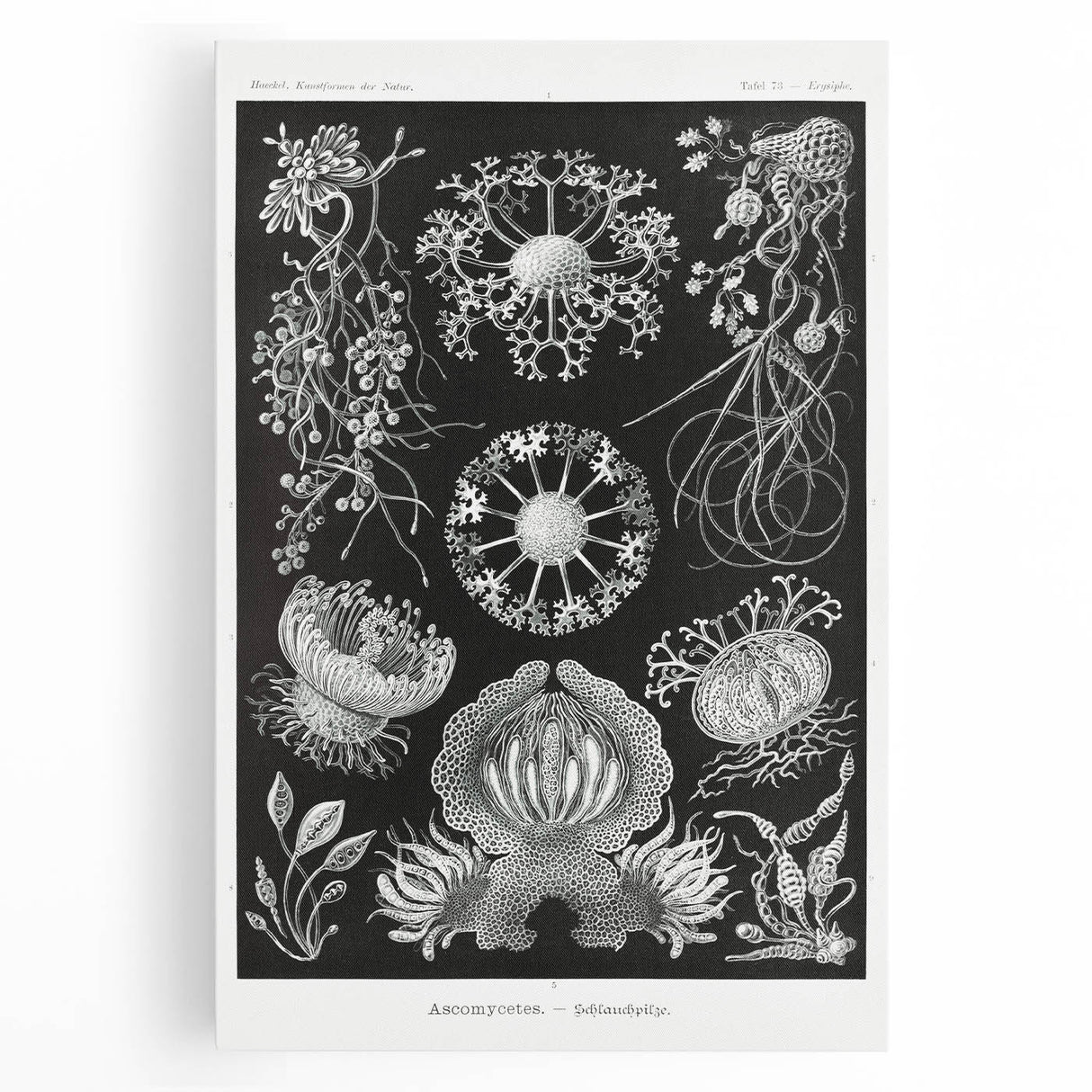 Modern Wall Art - Ernst Haeckel’s Ascomycetes Illustration
