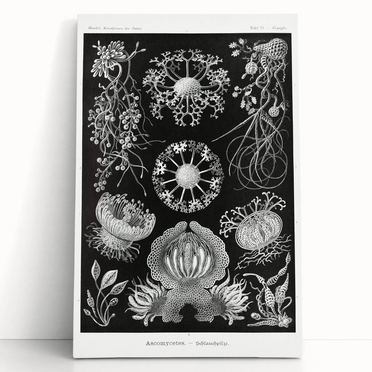 Modern Wall Art - Ernst Haeckel’s Ascomycetes Illustration