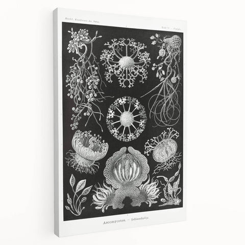 Modern Wall Art - Ernst Haeckel’s Ascomycetes Illustration