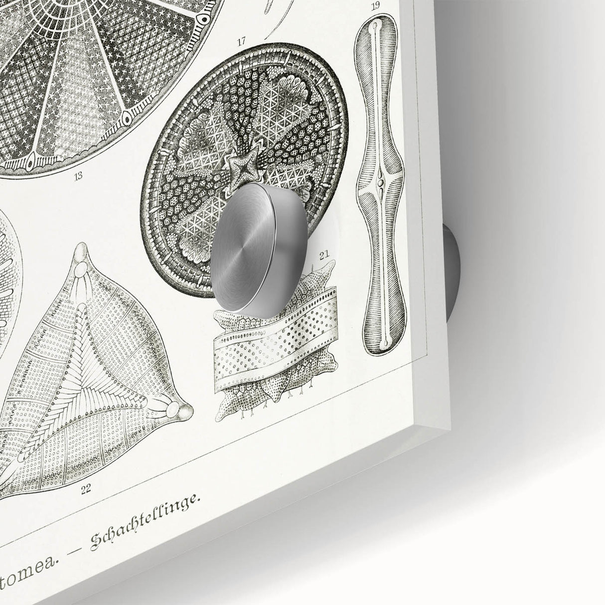 Modern Wall Art - Ernst Haeckel’s Diatomea Illustration Print
