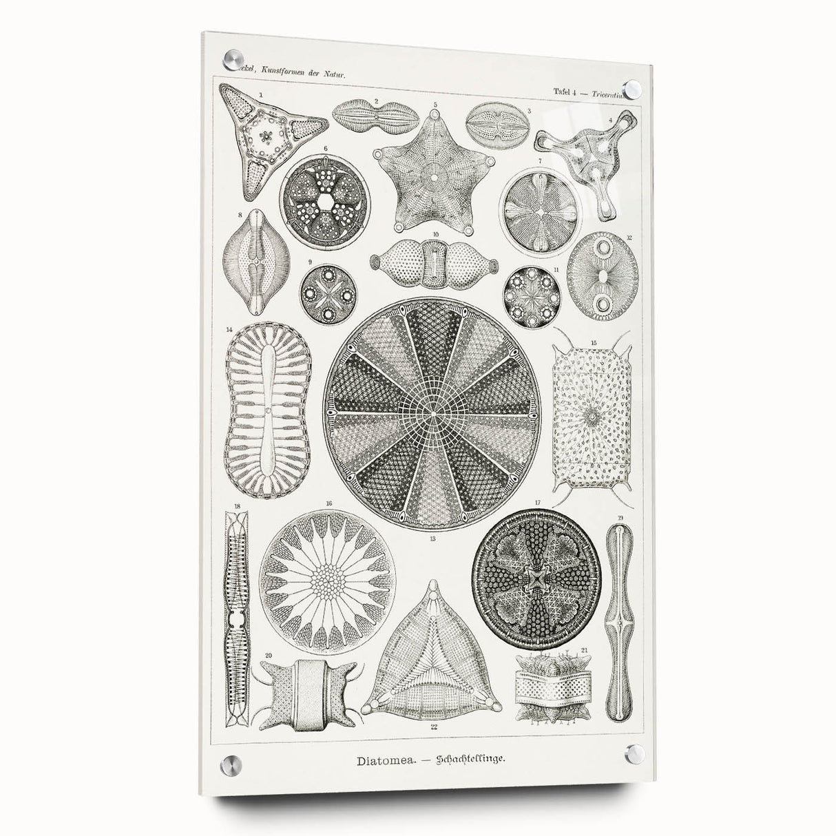 Modern Wall Art - Ernst Haeckel’s Diatomea Illustration Print