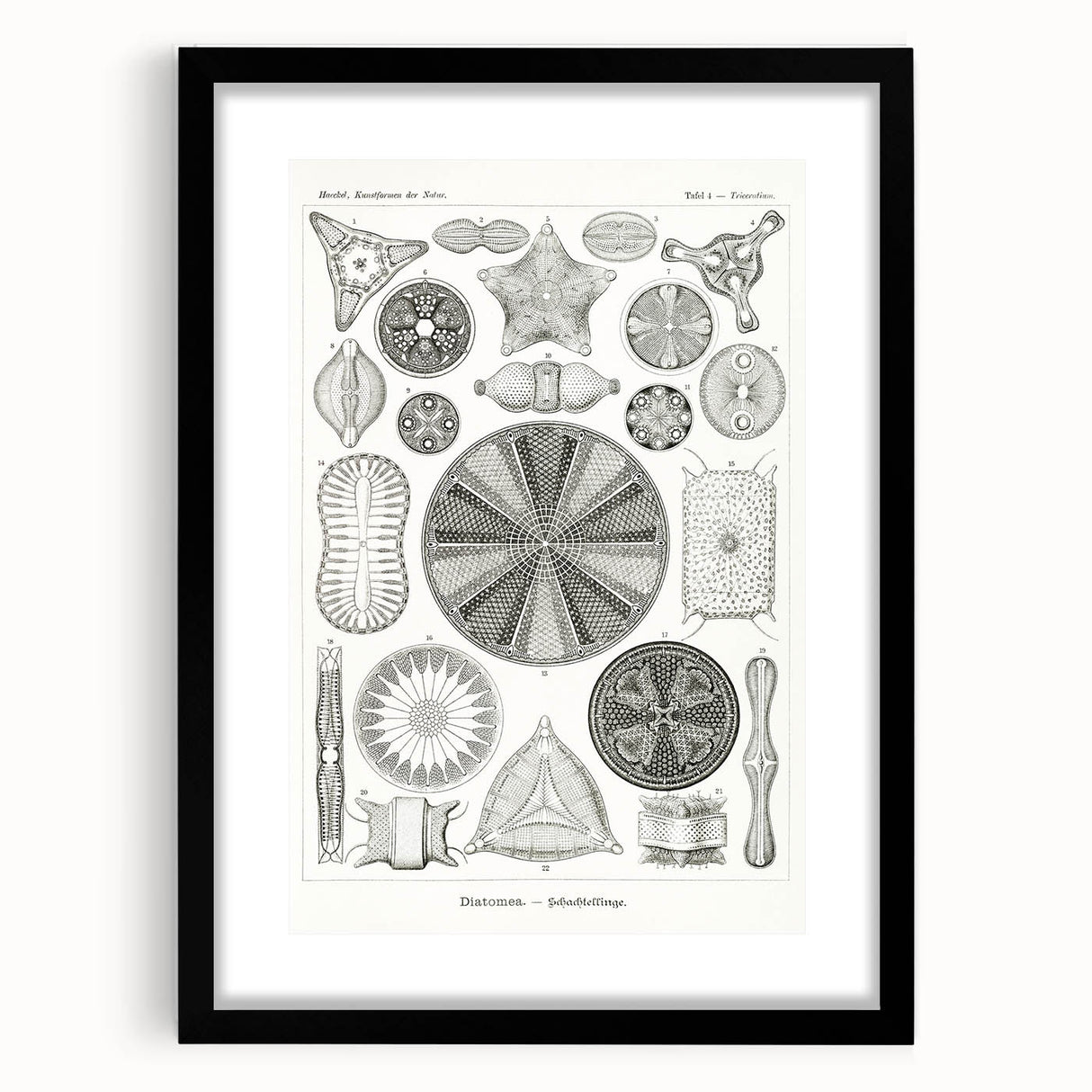 Modern Wall Art - Ernst Haeckel’s Diatomea Illustration Print