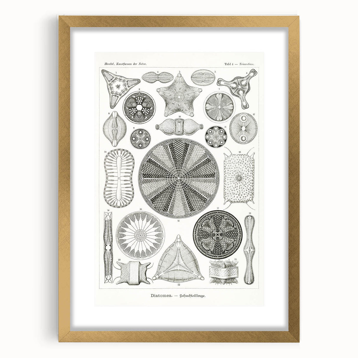 Modern Wall Art - Ernst Haeckel’s Diatomea Illustration Print