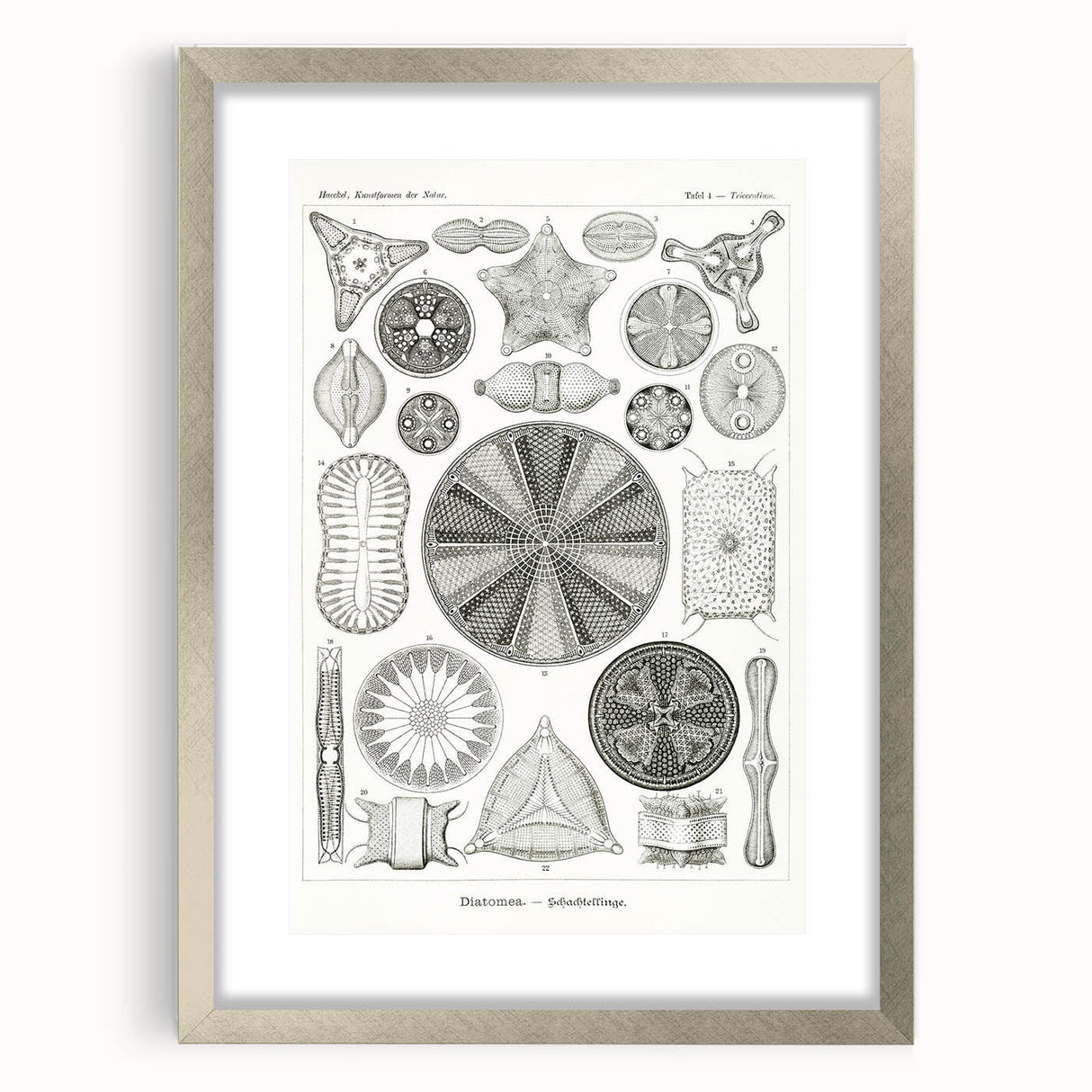 Modern Wall Art - Ernst Haeckel’s Diatomea Illustration Print