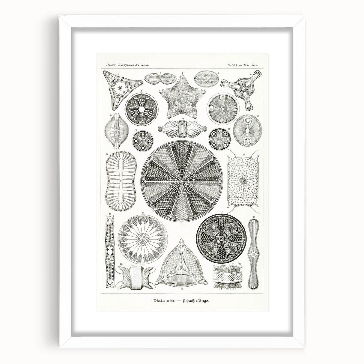 Modern Wall Art - Ernst Haeckel’s Diatomea Illustration Print
