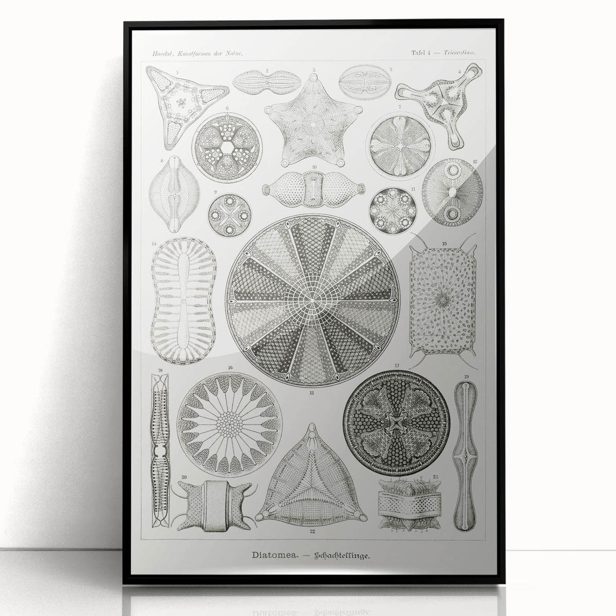 Modern Wall Art - Ernst Haeckel’s Diatomea Illustration Print