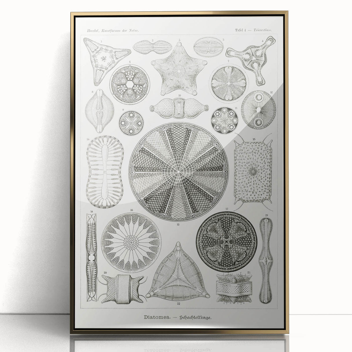 Modern Wall Art - Ernst Haeckel’s Diatomea Illustration Print