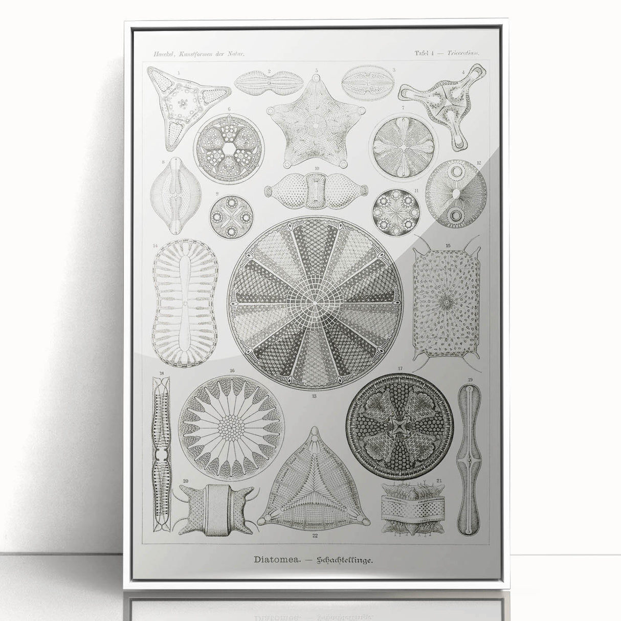 Modern Wall Art - Ernst Haeckel’s Diatomea Illustration Print
