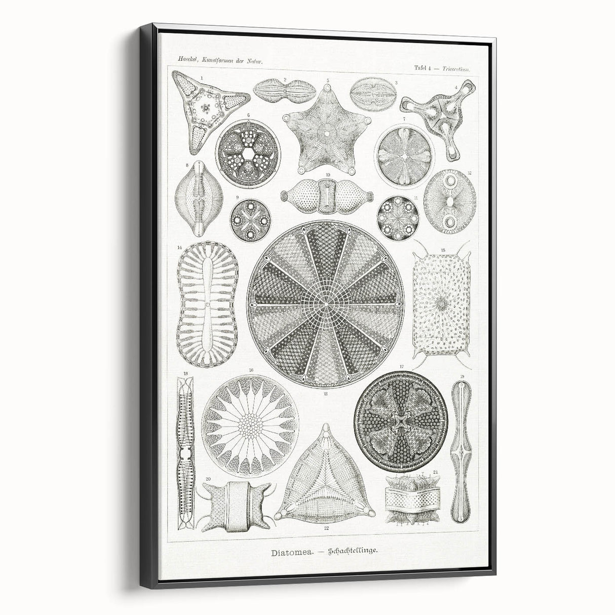 Modern Wall Art - Ernst Haeckel’s Diatomea Illustration Print