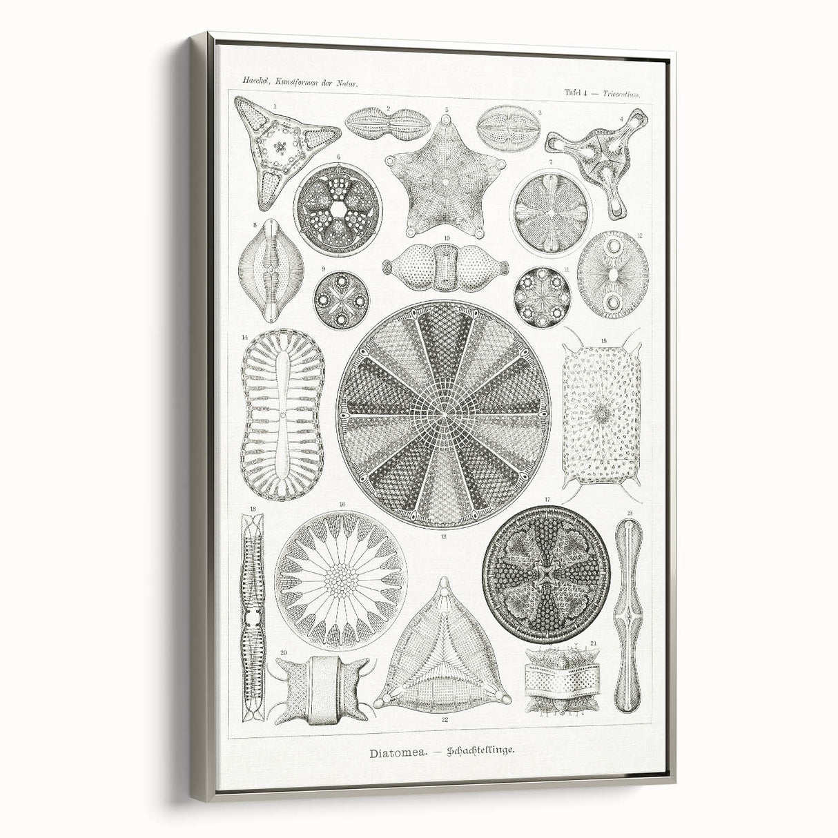 Modern Wall Art - Ernst Haeckel’s Diatomea Illustration Print