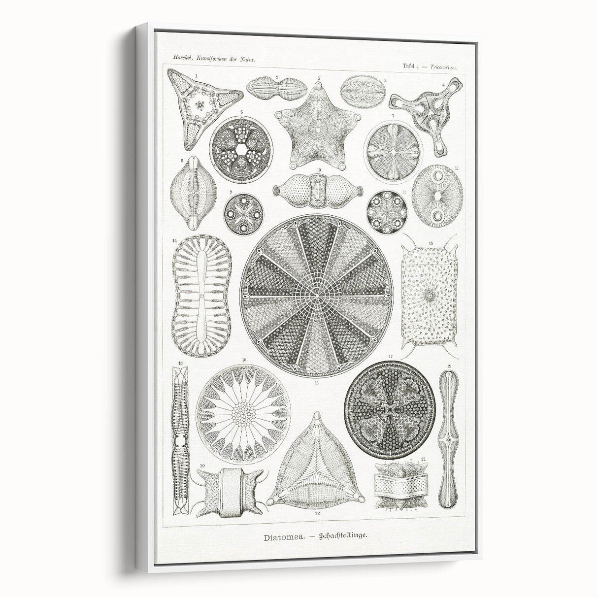 Modern Wall Art - Ernst Haeckel’s Diatomea Illustration Print