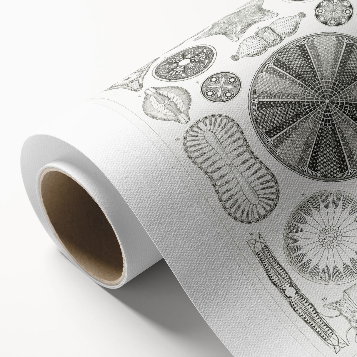 Modern Wall Art - Ernst Haeckel’s Diatomea Illustration Print