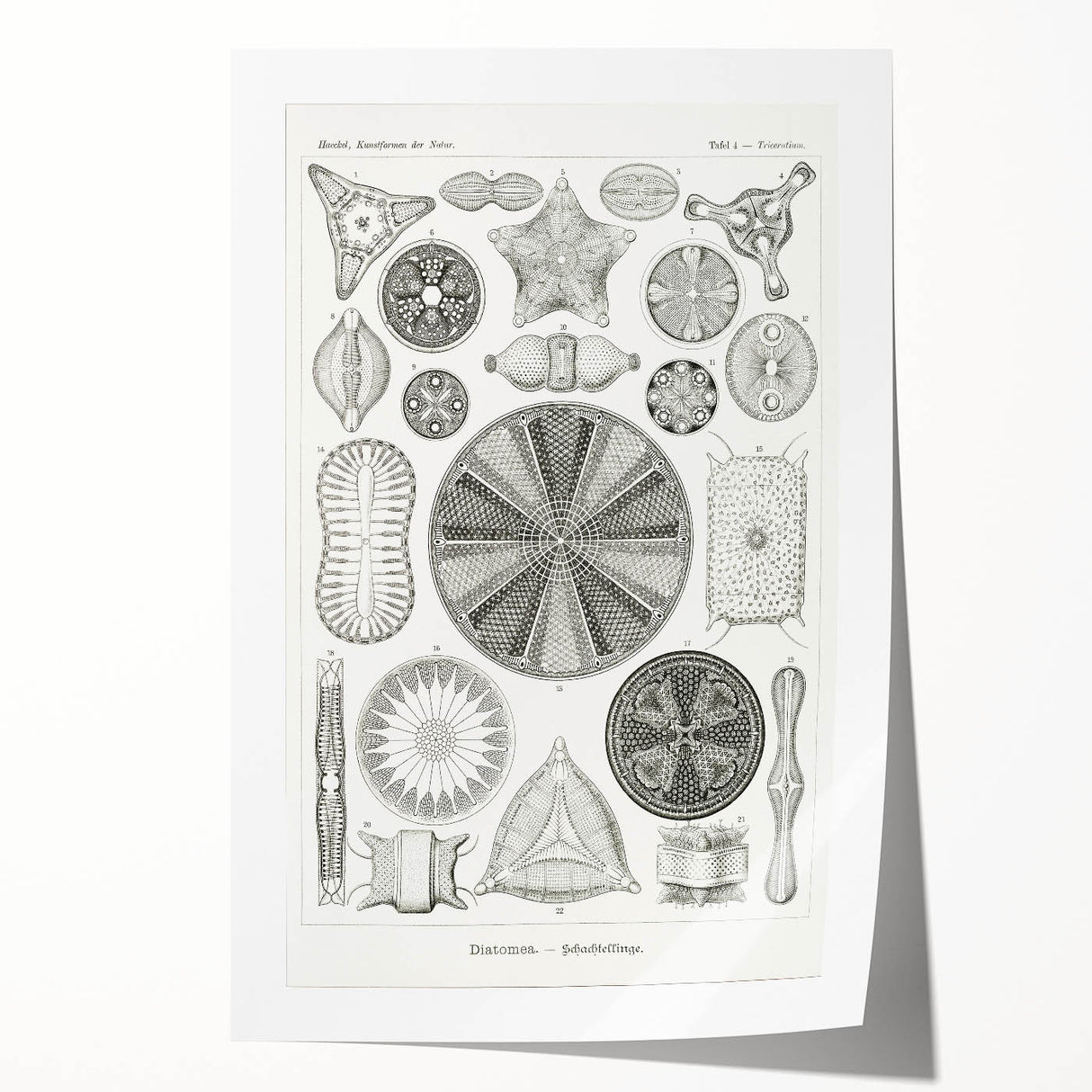 Modern Wall Art - Ernst Haeckel’s Diatomea Illustration Print