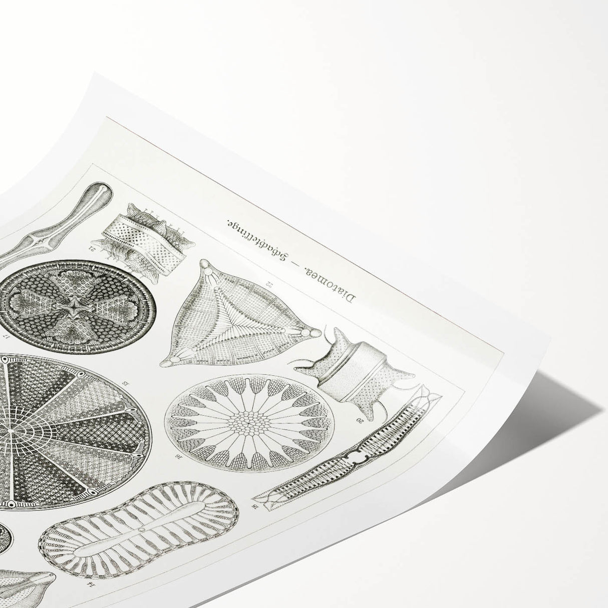 Modern Wall Art - Ernst Haeckel’s Diatomea Illustration Print