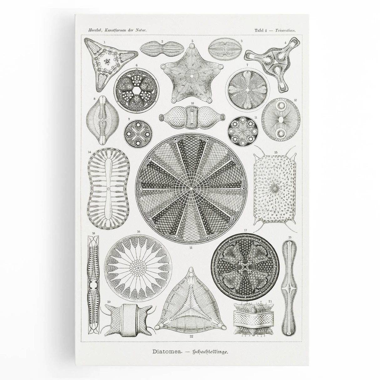 Modern Wall Art - Ernst Haeckel’s Diatomea Illustration Print
