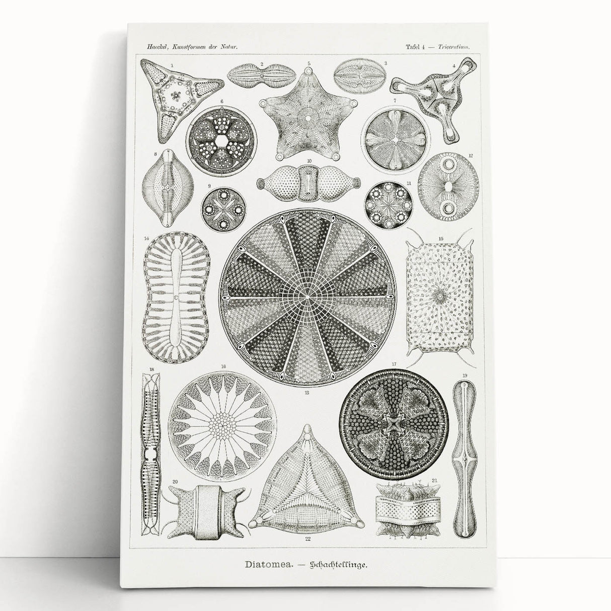 Modern Wall Art - Ernst Haeckel’s Diatomea Illustration Print
