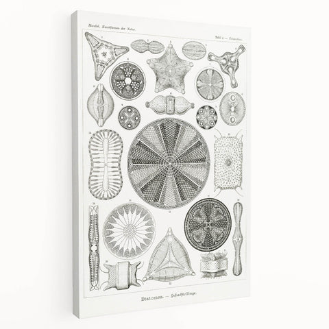 Modern Wall Art - Ernst Haeckel’s Diatomea Illustration Print