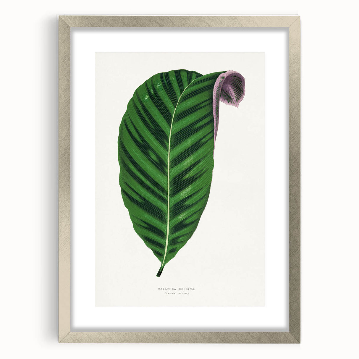 Romantic Calathea Zebrina Leaf - Historical Romanticism Canvas