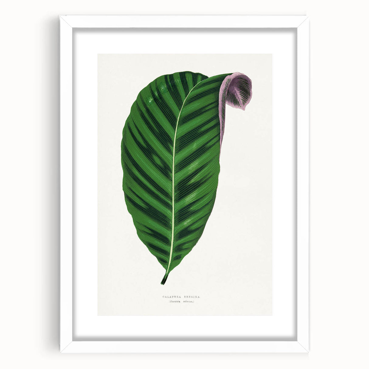 Romantic Calathea Zebrina Leaf - Historical Romanticism Canvas