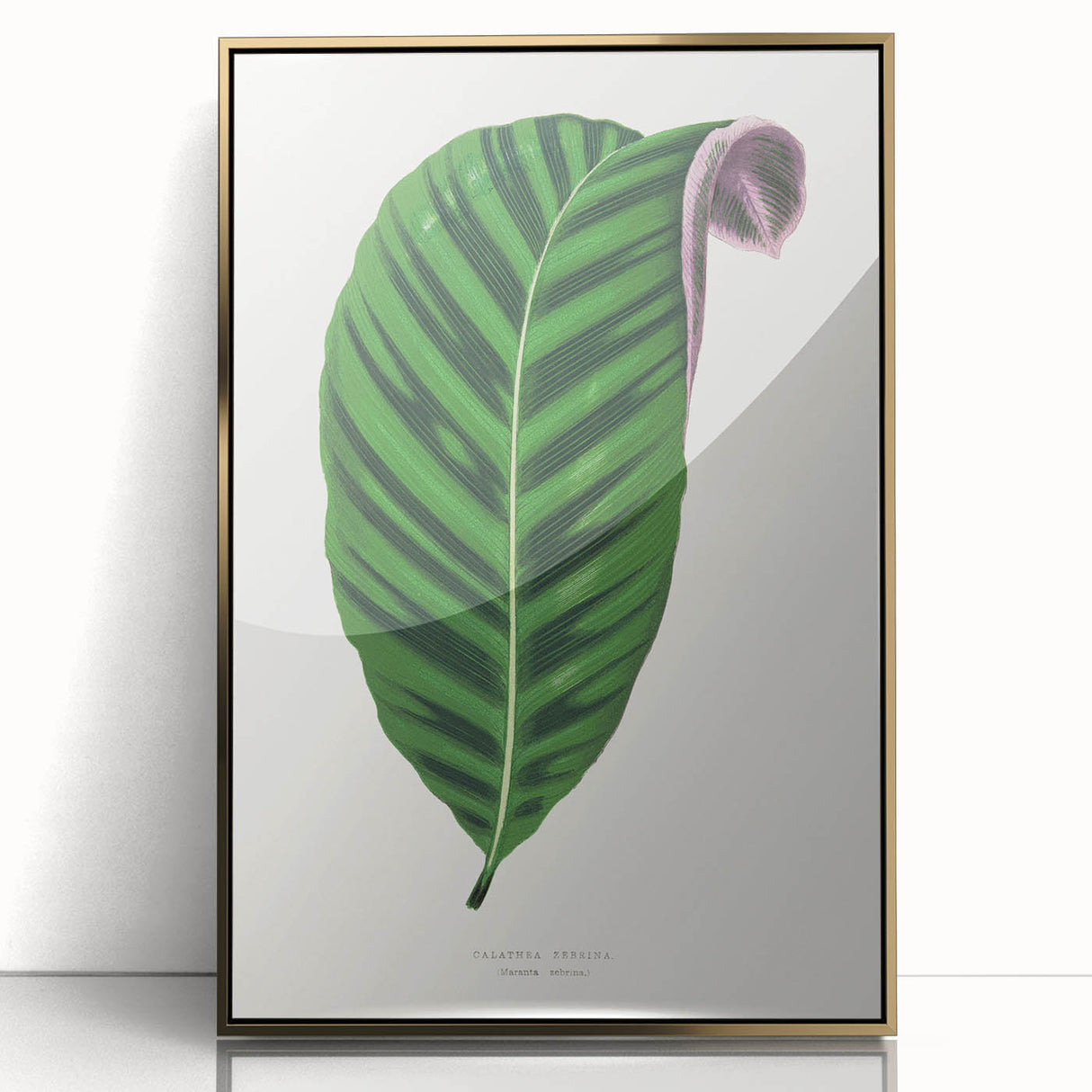 Romantic Calathea Zebrina Leaf - Historical Romanticism Canvas