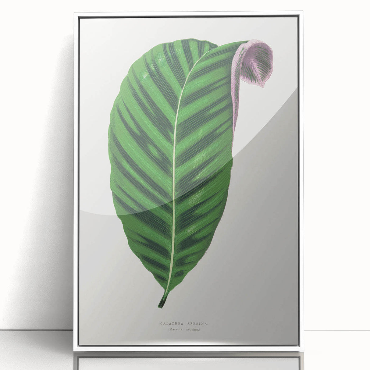 Romantic Calathea Zebrina Leaf - Historical Romanticism Canvas