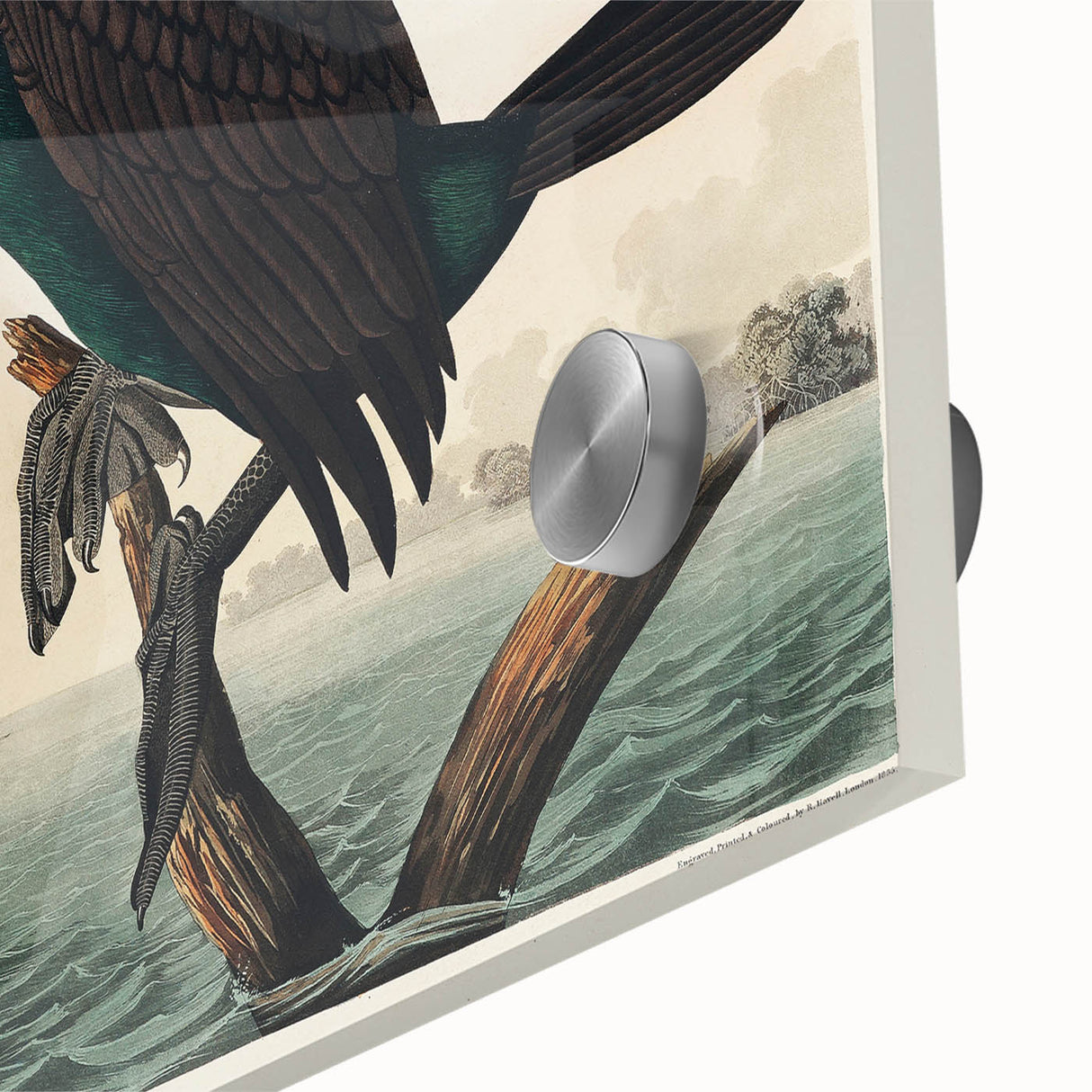 Romantic Art Prints: Florida Cormorant by John James Audubon